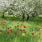 Tulpenwiese zur Baumblüte