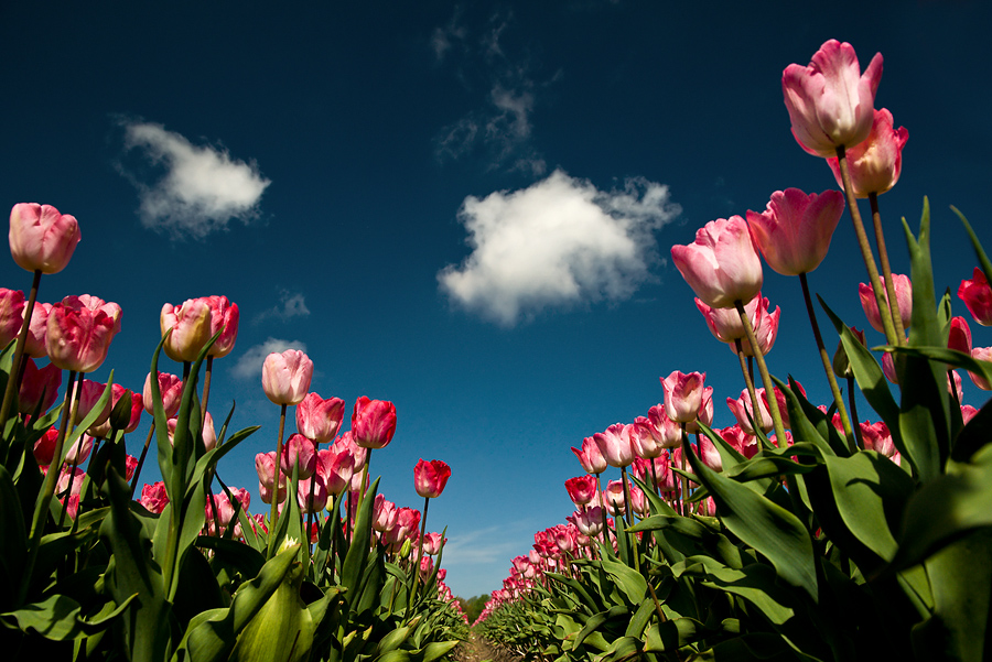 Tulpenwölkchen