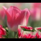 Tulpenwürfel