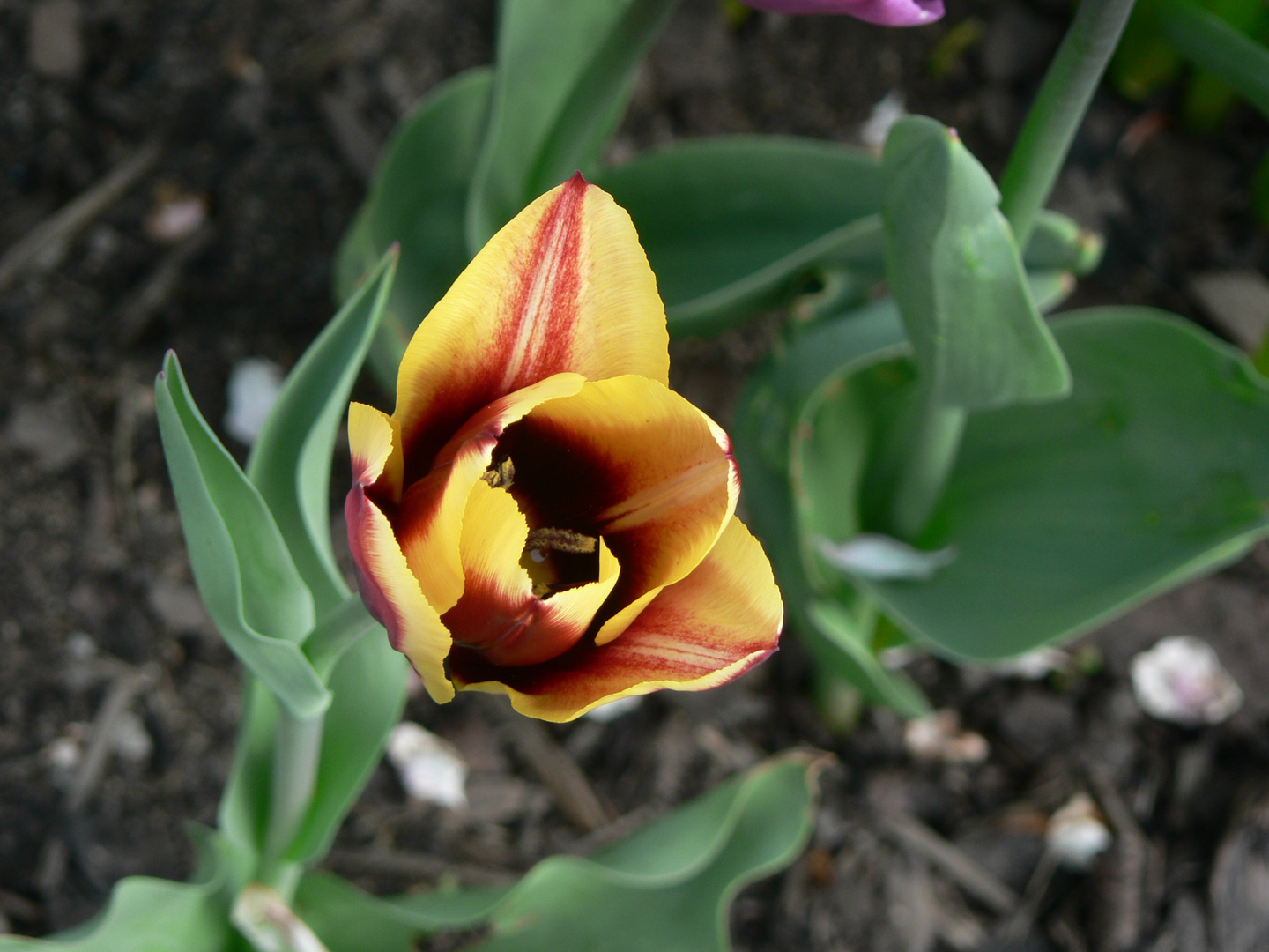 Tulpenzauber