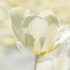 > TULPENZAUBER <