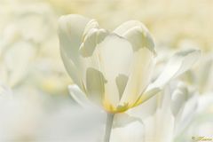 > TULPENZAUBER <