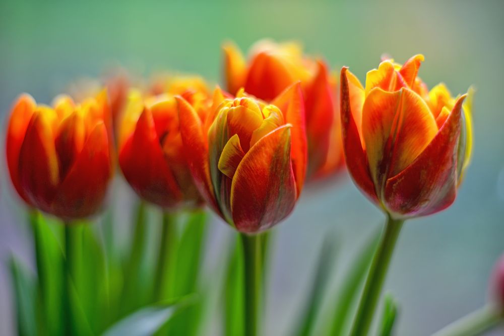 Tulpenzauber auf Papier: Kostenlose Ausmalbilder für Groß und Klein!