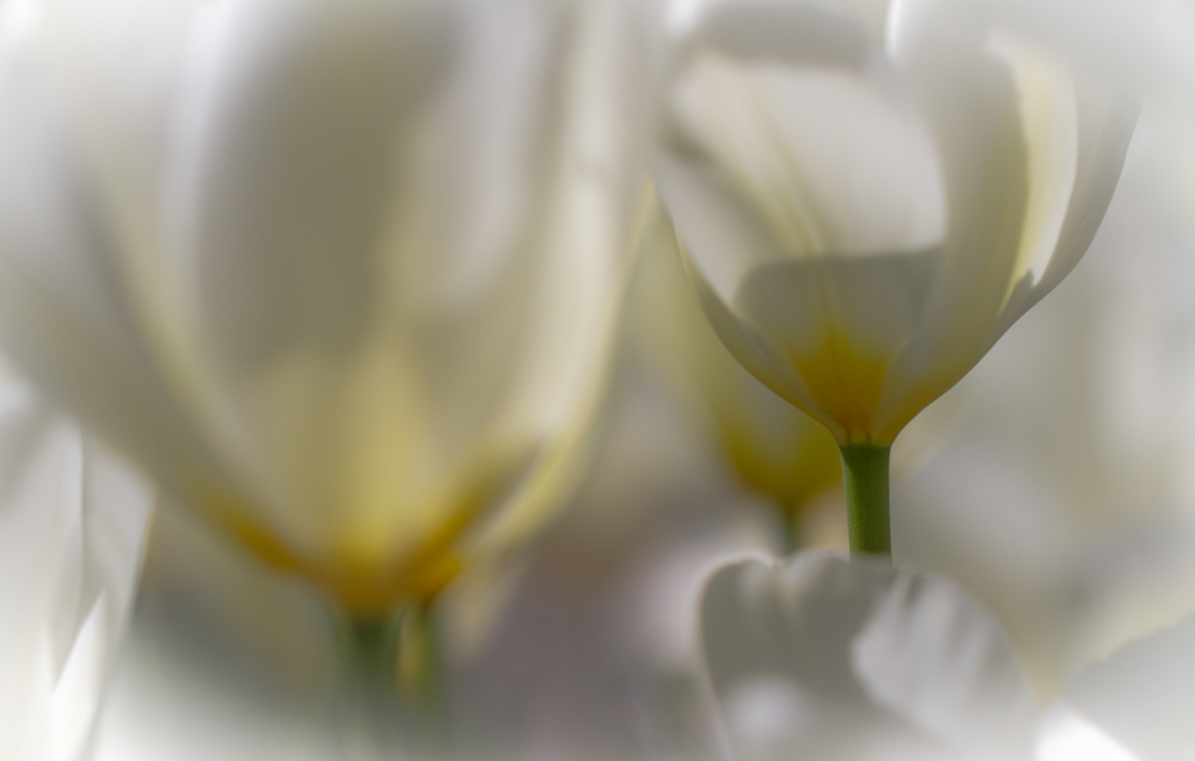 Tulpenzauber auf Papier: Kostenlose Ausmalbilder für Groß und Klein!