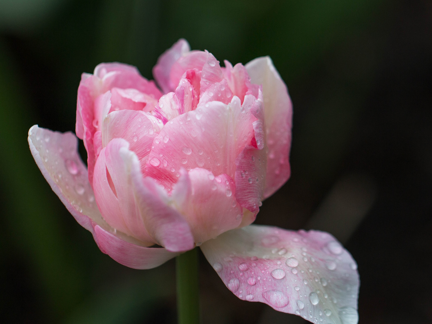 ***Tulpenzauber in zartem weiss-rosa ***