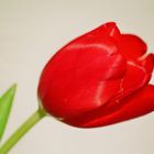 Tulpenzauber, rot