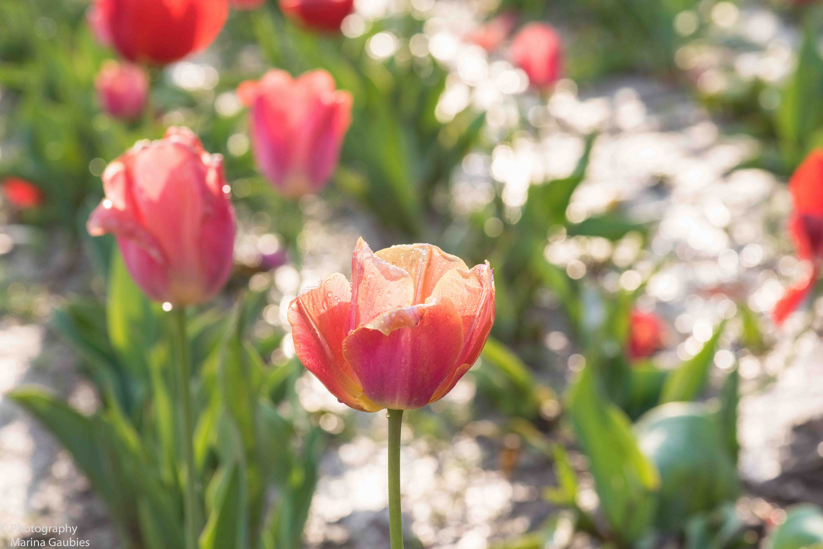 Tulpenzeit