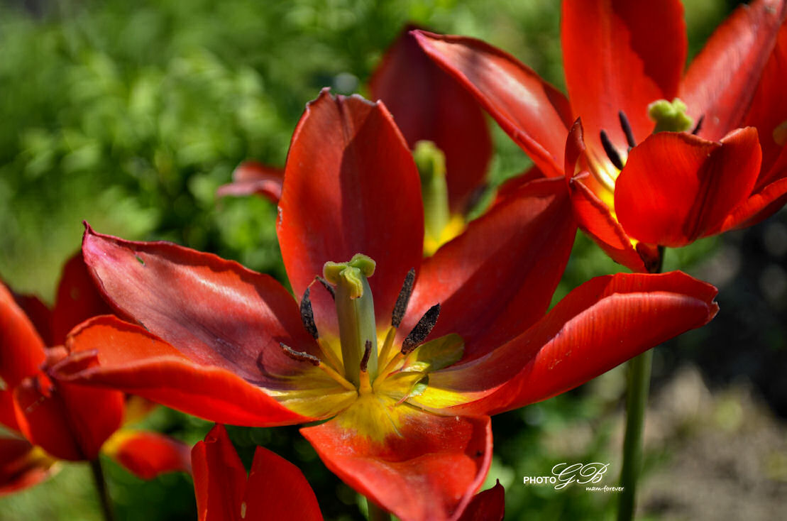 Tulpenzeit