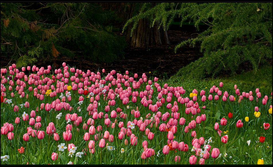 Tulpenzeit