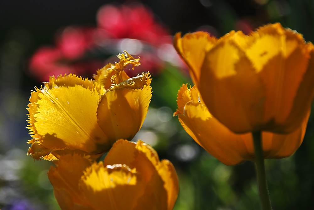 Tulpenzeit