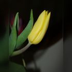 Tulpenzeit 2