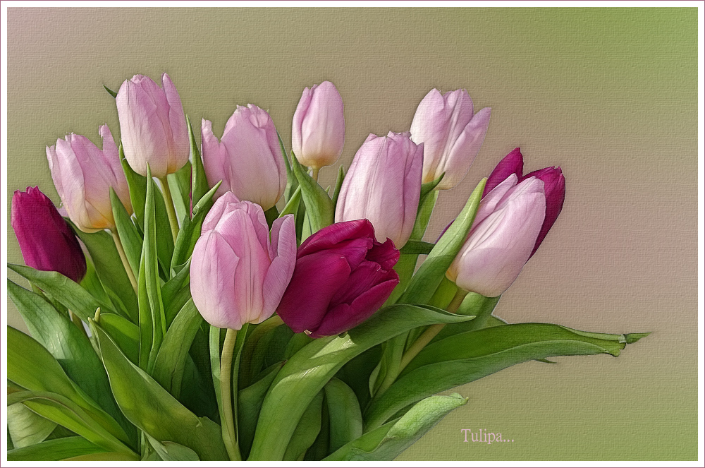 TULPENZEIT -2-