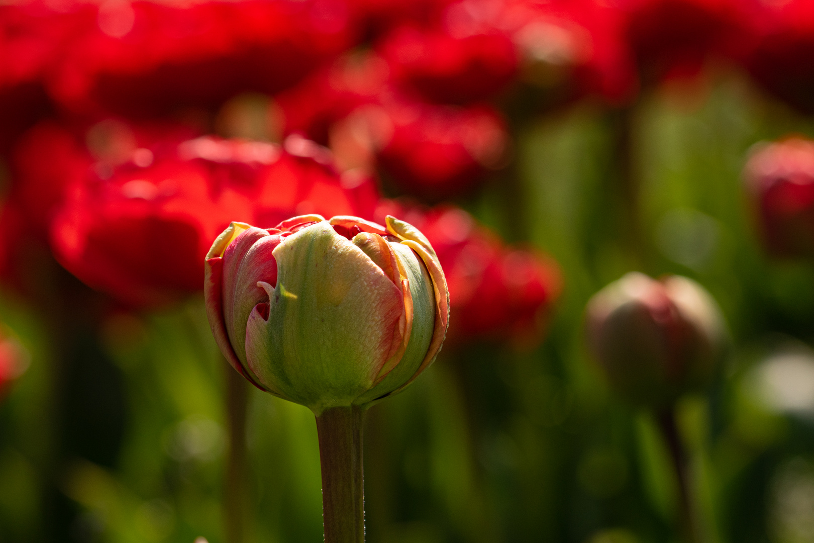 Tulpenzeit 