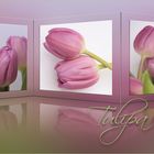 TULPENZEIT -3-