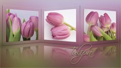 TULPENZEIT -3-