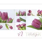 TULPENZEIT -3-