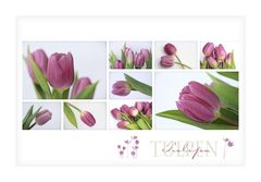 TULPENZEIT -3-