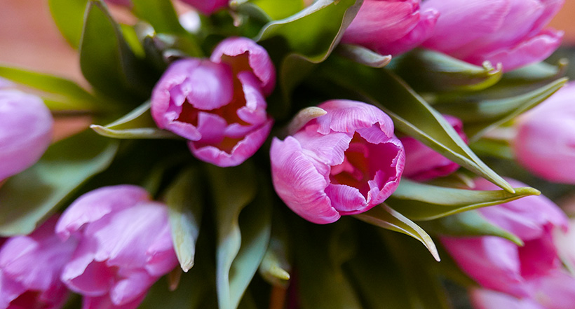 Tulpenzeit