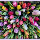 Tulpenzeit