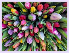 Tulpenzeit