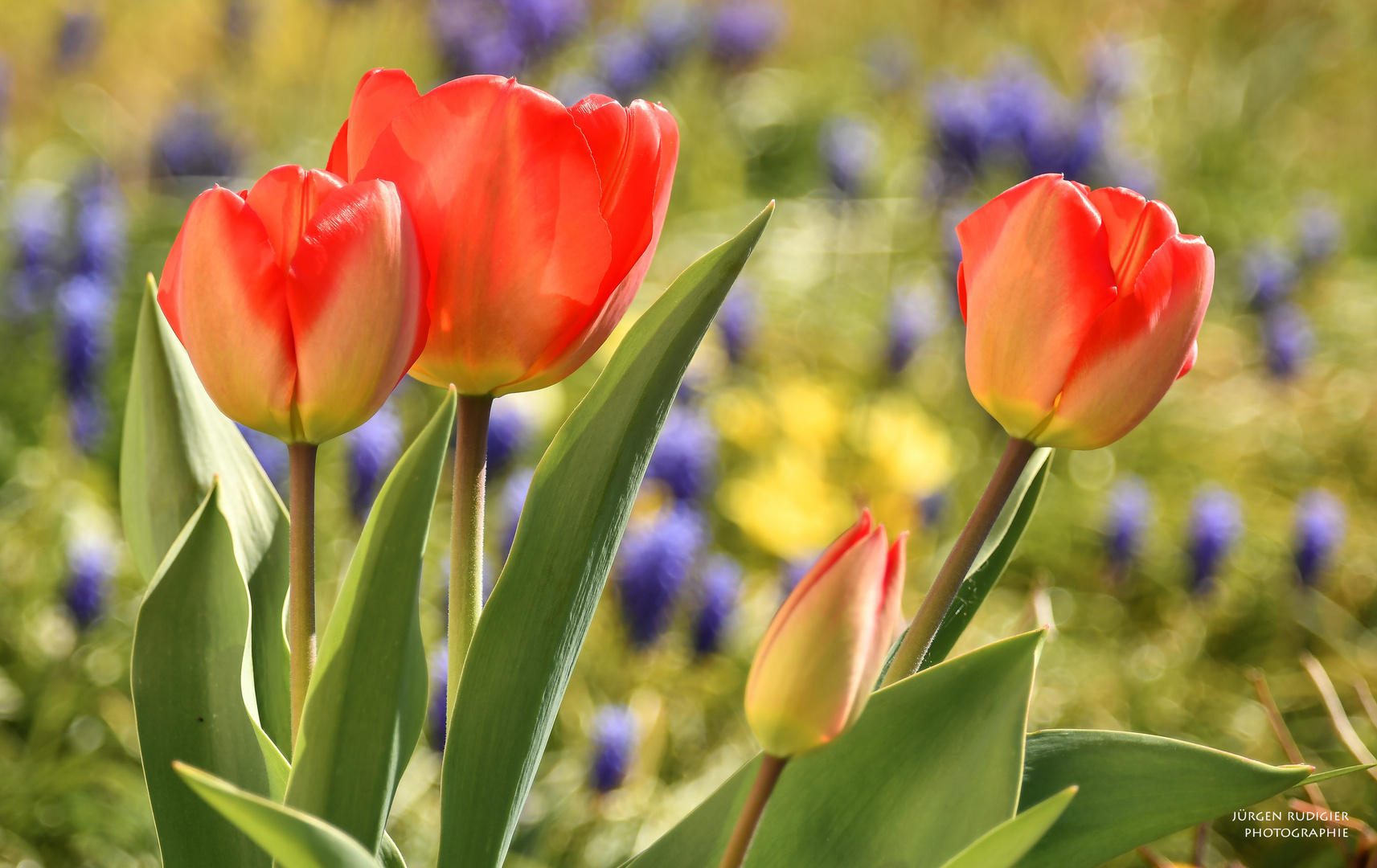 Tulpenzeit