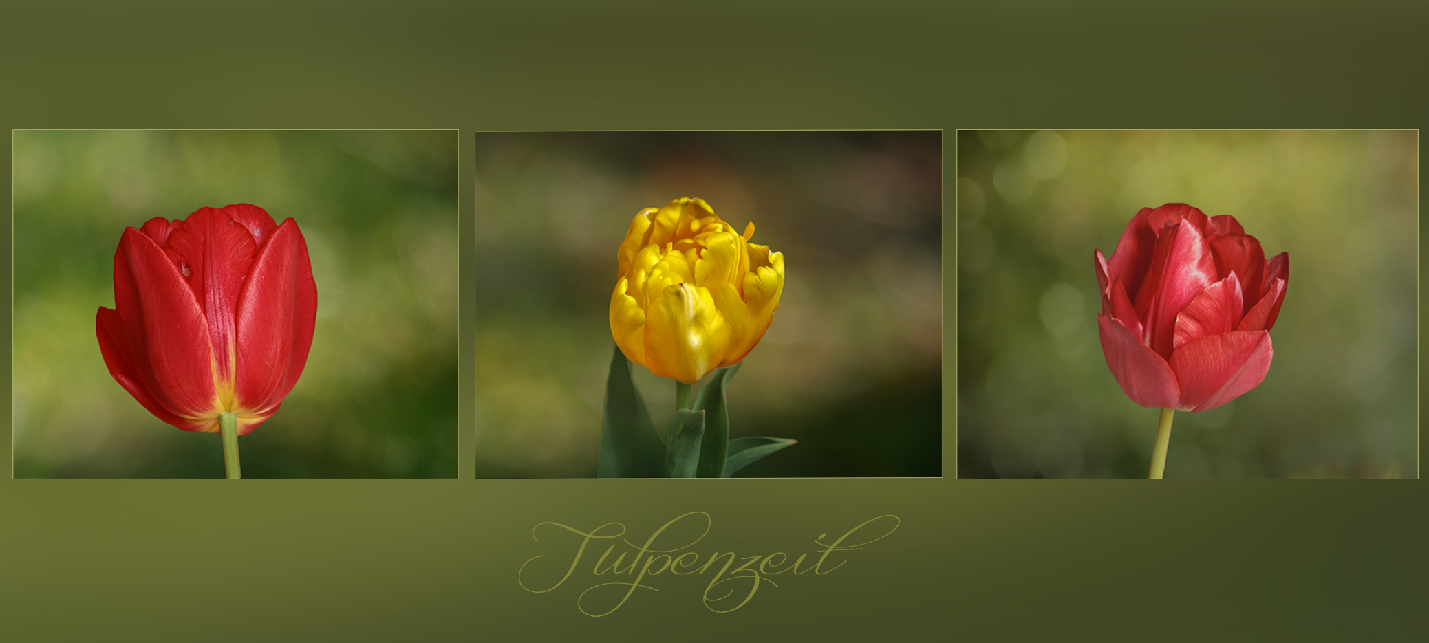 Tulpenzeit