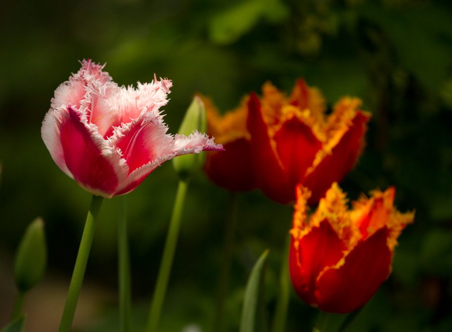 Tulpenzeit