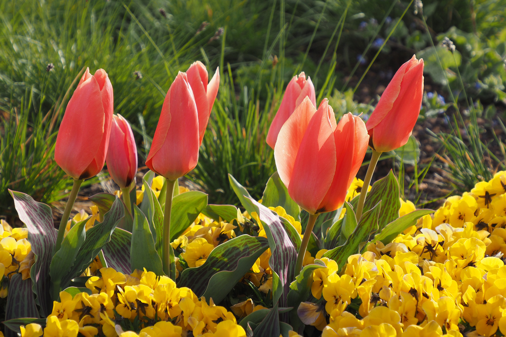 tulpenzeit