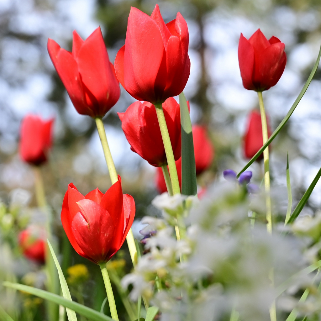 Tulpenzeit