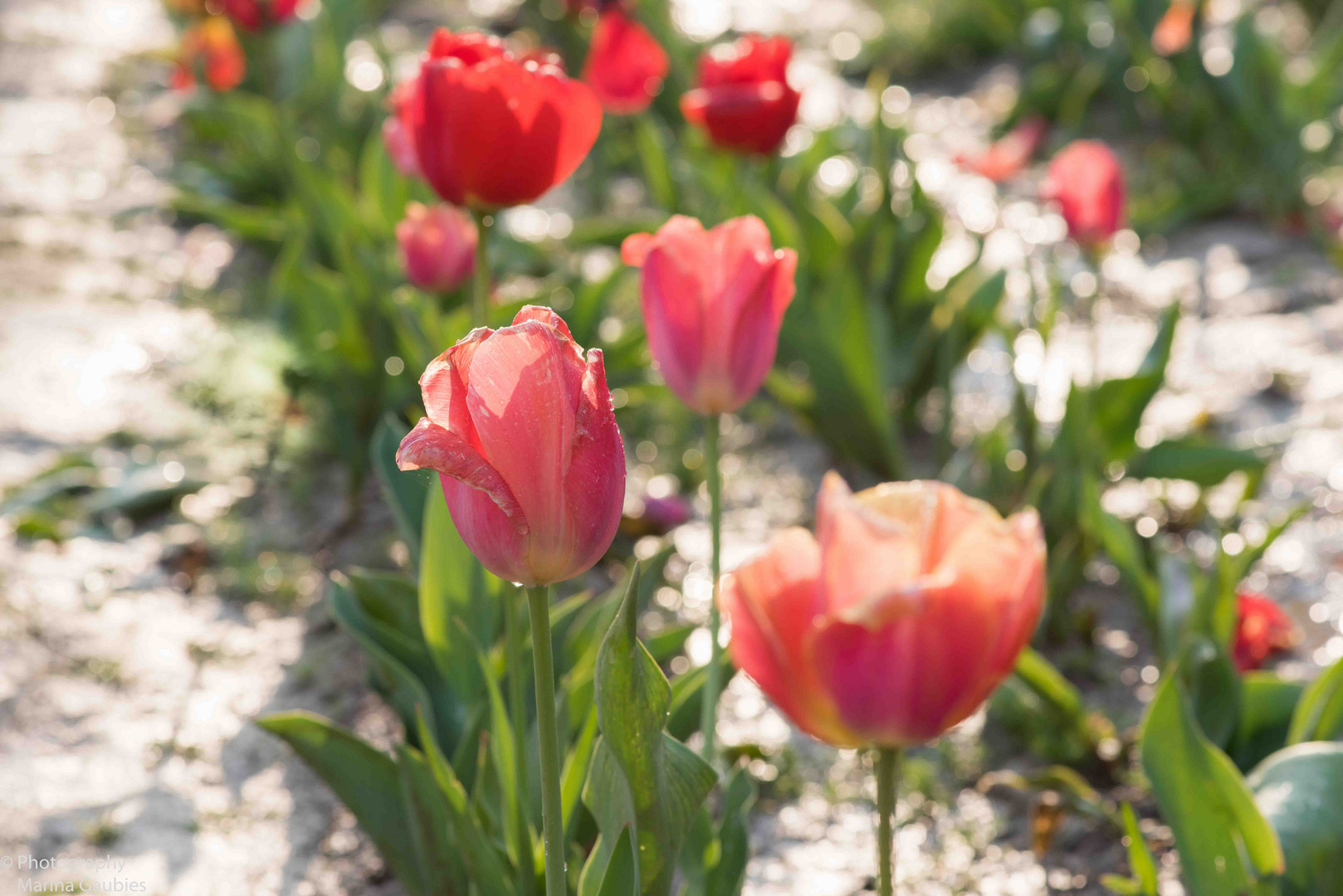 Tulpenzeit