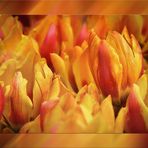 Tulpenzeit