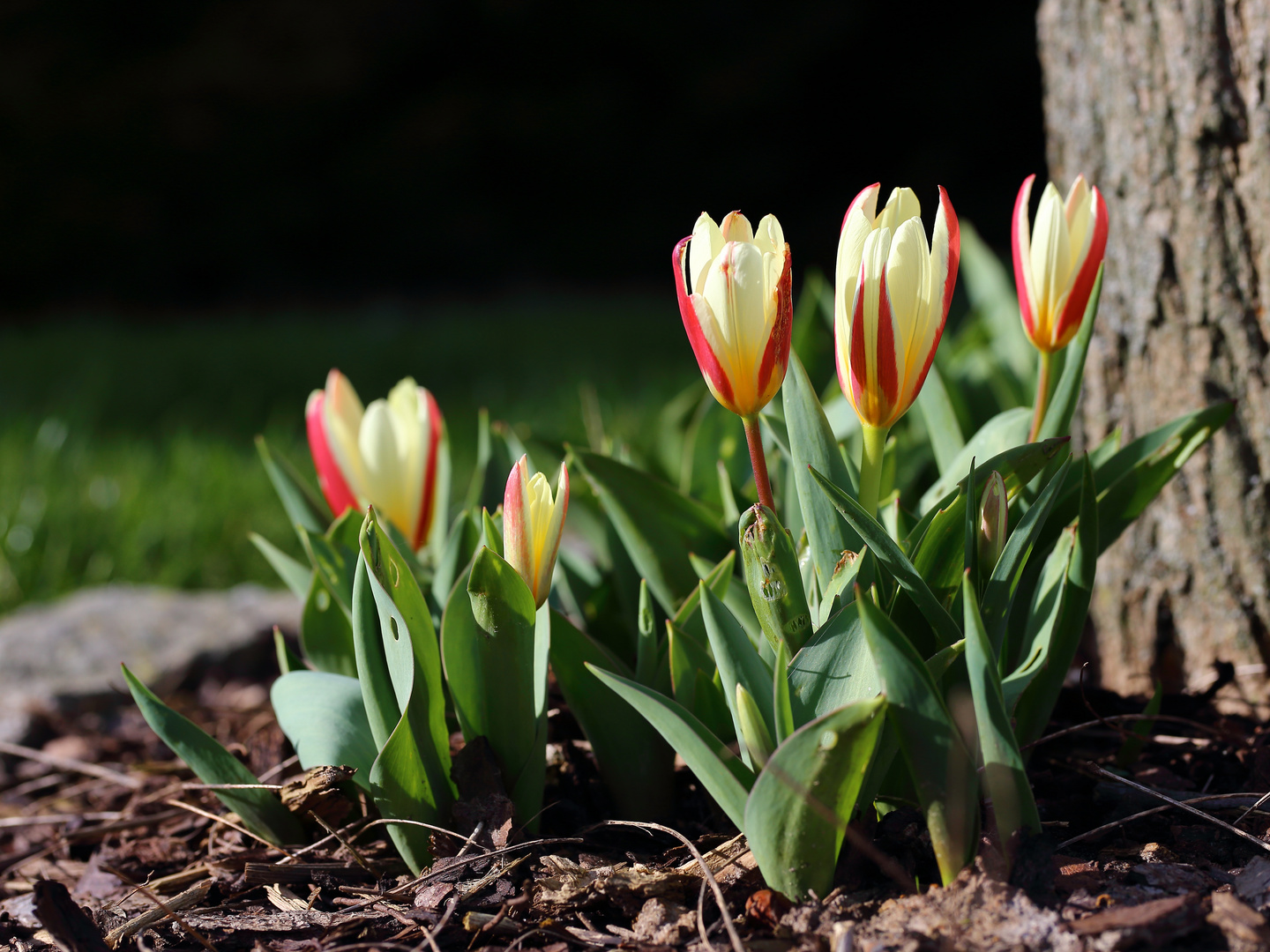 Tulpenzeit...