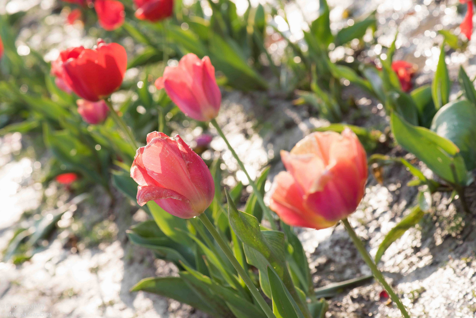 Tulpenzeit