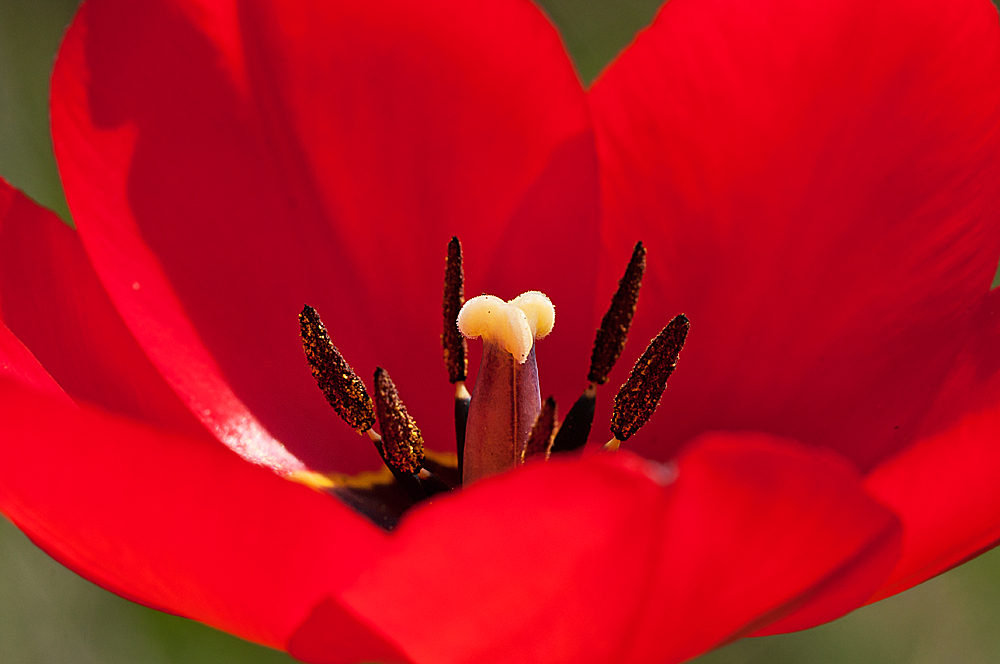 Tulpenzeit!