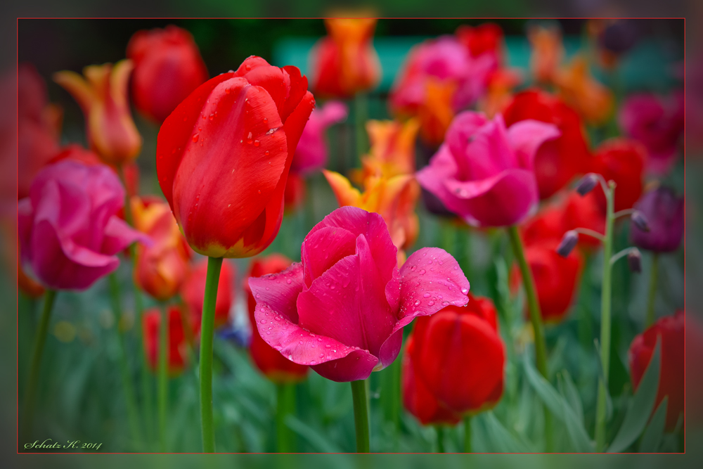 Tulpenzeit...