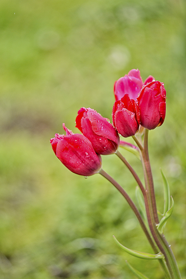 Tulpenzeit