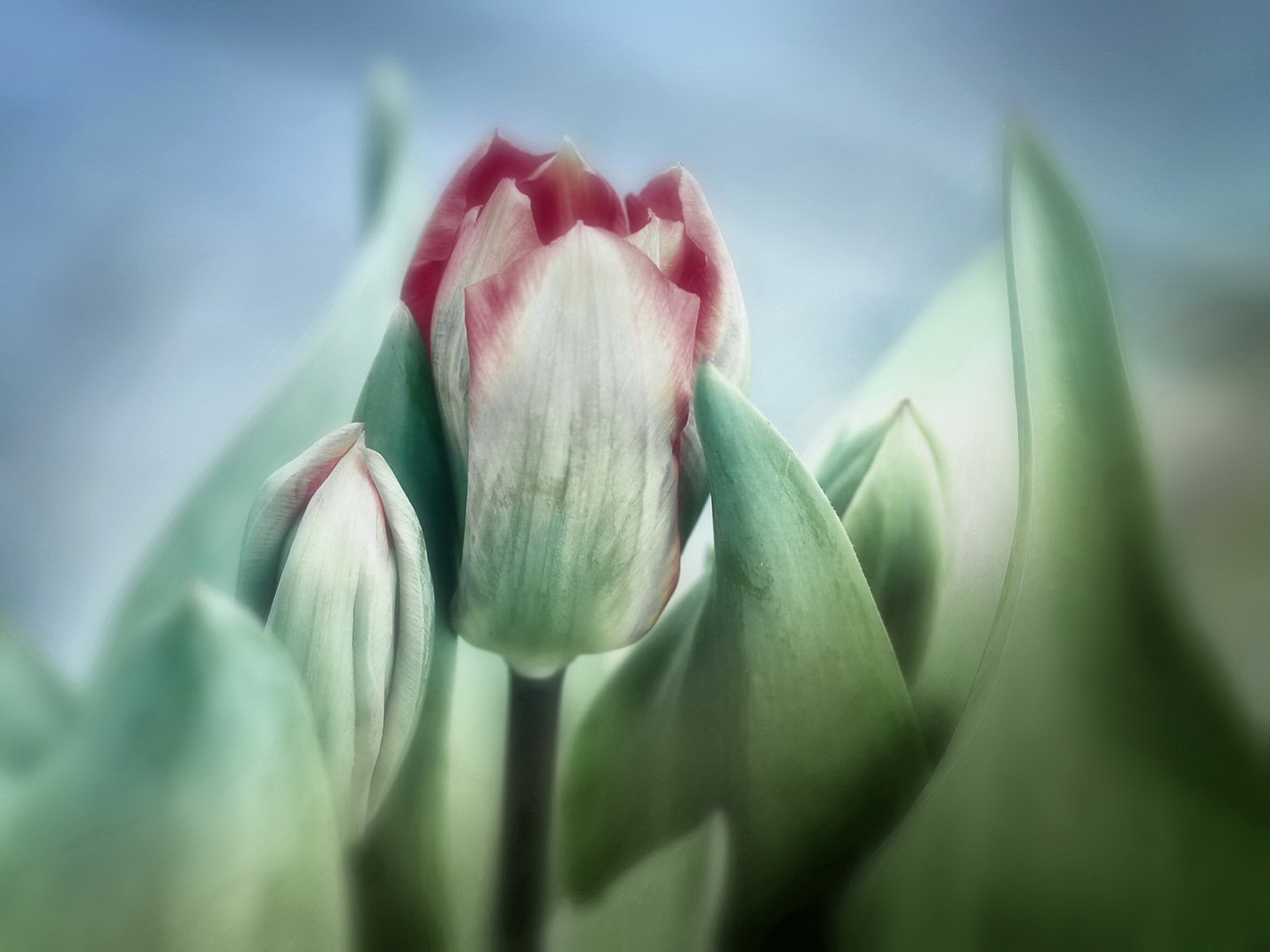 Tulpenzeit