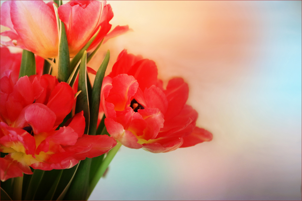 []...tulpenzeit...[]