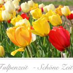 Tulpenzeit