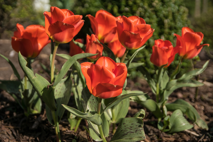 Tulpenzeit