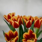 Tulpenzeit