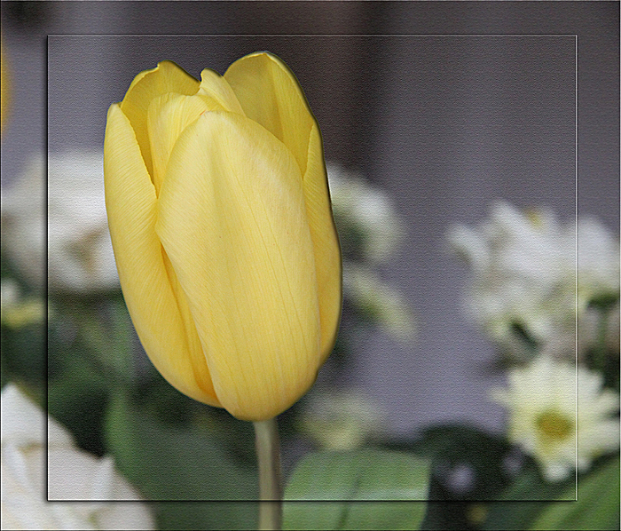 TULPENZEIT