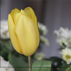 TULPENZEIT
