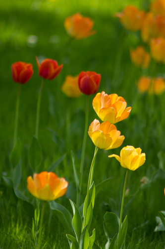 Tulpenzeit