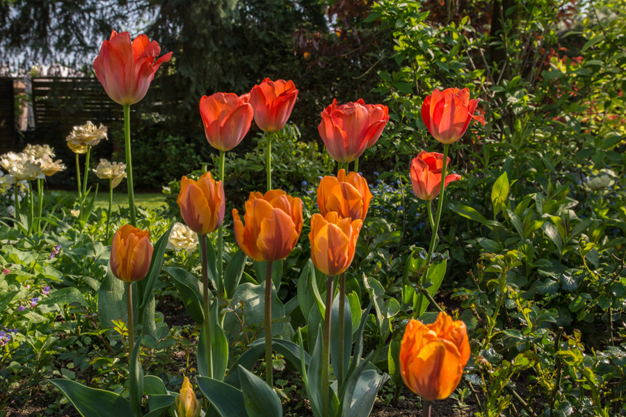 Tulpenzeit