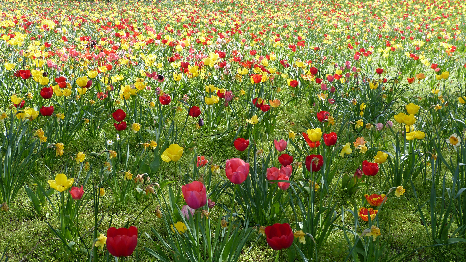 Tulpenzeit 