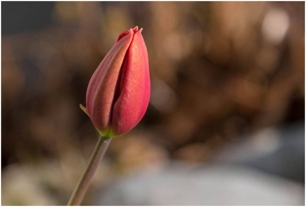 Tulpenzeit