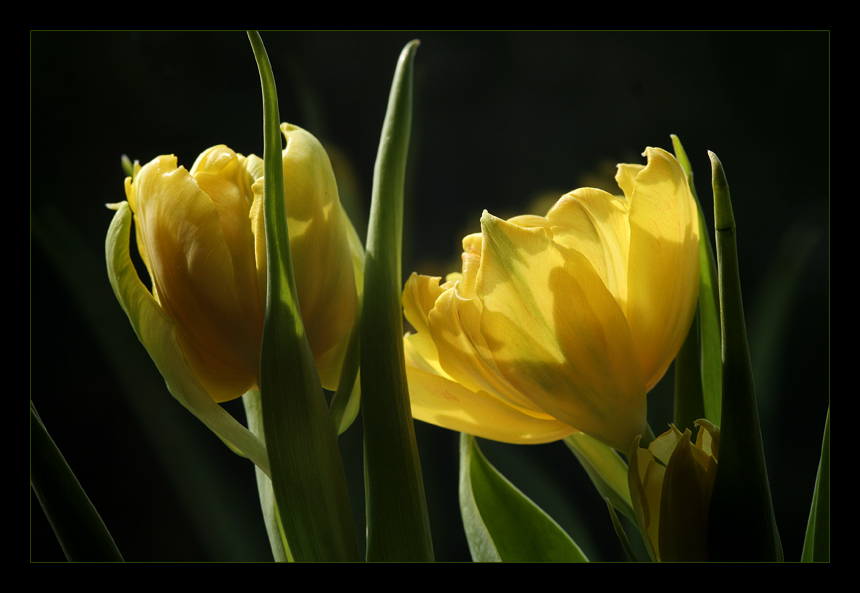 Tulpenzeit