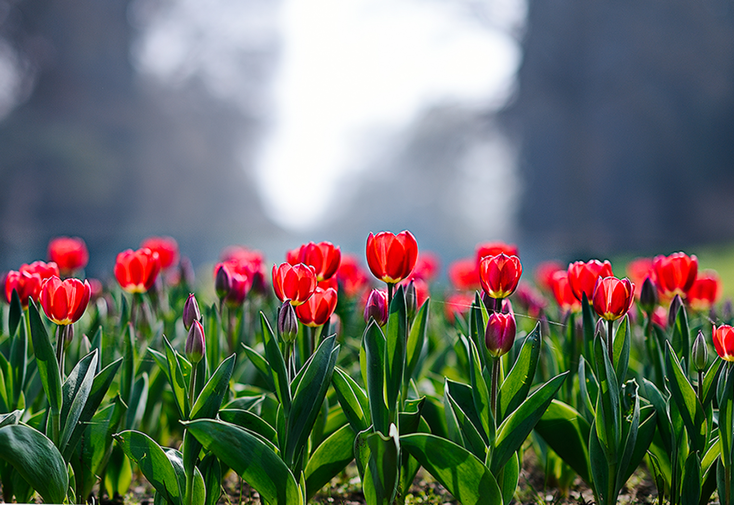 Tulpenzeit