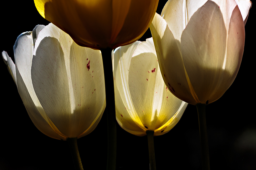 Tulpenzeit